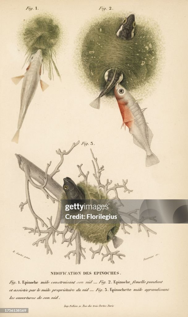 Male and female sticklebacks