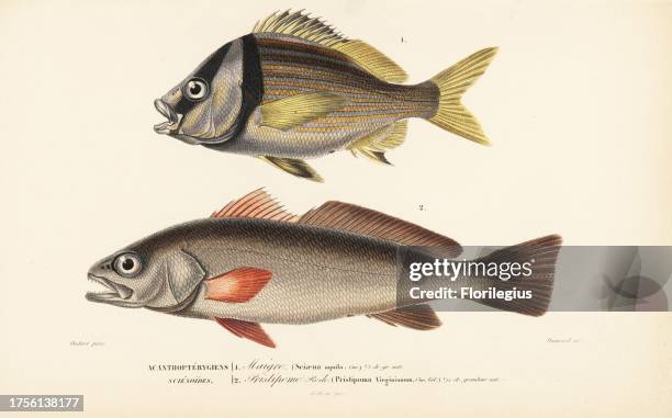 Shadefish, Argyrosomus regius , and porkfish, Anisotremus virginicus . Handcolored engraving by Dumenil after an illustration by Oudart from Charles...