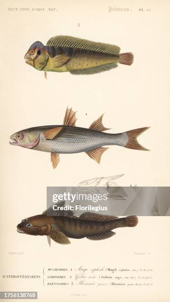 Peacock blenny, Salaria pavo 3, flathead mullet, Mugil cephalus 1, and black goby, Gobius niger 2. Handcolored engraving by Dumenil after an...