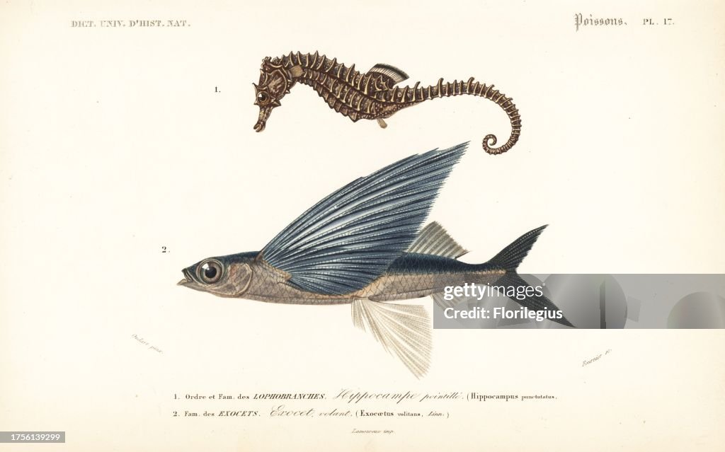 Lined seahorse