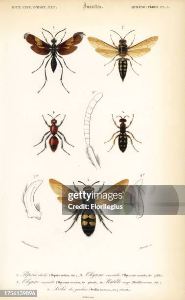 Tarantula hawk spider wasp, Pepsis stellata 1, Australian flower wasp, Thynnus variablis, male 2, female 3, red velvet ant, Mutilla coccinea 4,...
