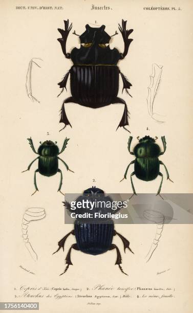 Giant dung beetle, Heliocopris gigas 1, giant Amazonian carrion scarab beetle, Coprophanaeus lancifer 2, Egyptian scarab beetle, Scarabaeus...