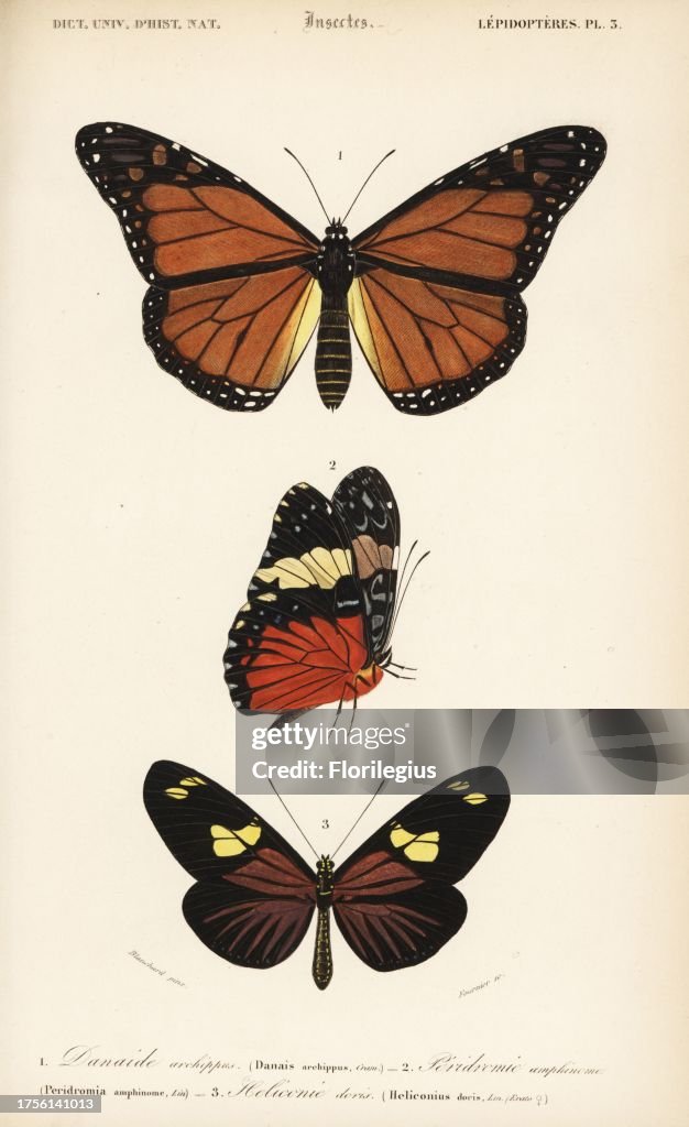 Monarch butterfly