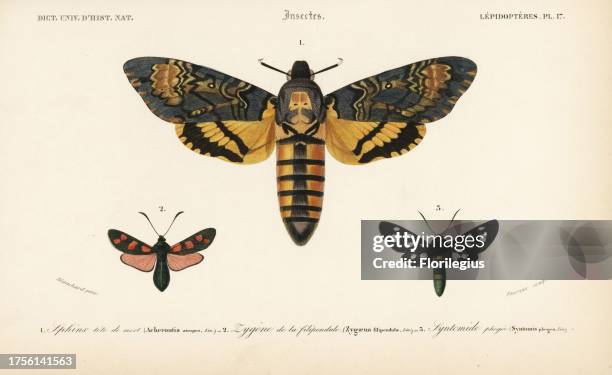 Death's head hawkmoth, Acherontia atropos, six-spot burnet, Zygaena filipendulae, and nine-spotted moth, Amata phegea. Handcolored engraving by...