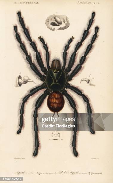 Pinktoe tarantula, Avicularia avicularia , and nest of a trapdoor spider, Mygale coementaria. Handcolored engraving by Corbie after an illustration...