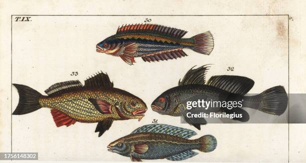 Rainbow wrasse, Coris julis 30, argus wrasse, Halichoeres argus 31, brown meagre, Sciaena umbra 32 and shi drum, Umbrina cirrosa 33. Handcolored...