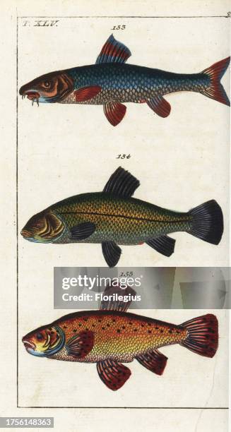 Barbel, Barbus barbus 153, tench, Tinca tinca 154, and Prussian carp or goldfish, Carassius auratus auratus 155. Handcolored copperplate engraving...
