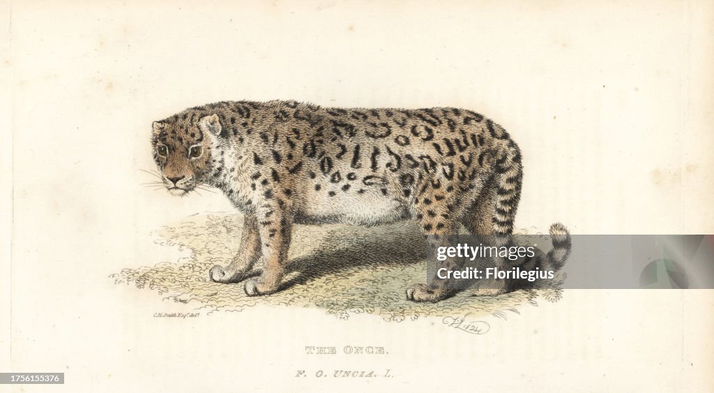 Snow leopard or ounce, Panthera uncia. Endangered