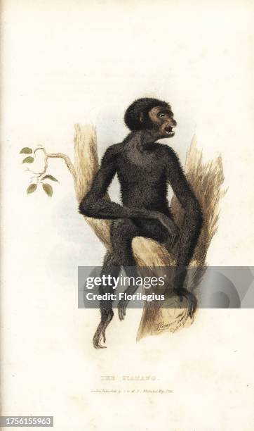 Siamang, Symphalangus syndactylus. Endangered . Drawn and engraved by Thomas Landseer. Handcoloured copperplate engraving from Edward Griffith's The...