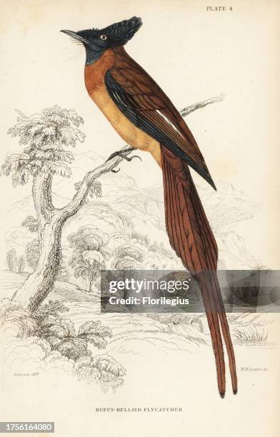 Annobon paradise flycatcher, Terpsiphone smithii, Vulnerable. . Handcoloured steel engraving by William Lizars after William Swainson from Sir...