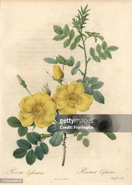 Austrian briar rose, Rosa foetida . Handcoloured stipple copperplate engraving by Langlois after an illustration by Pierre-Joseph Redoute from "Les...