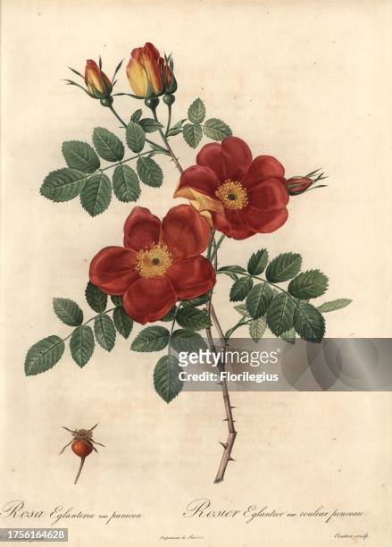 Austrian copper rose, Rosa foetida var. Bicolor . Handcoloured stipple copperplate engraving by Coutan after an illustration by Pierre-Joseph Redoute...