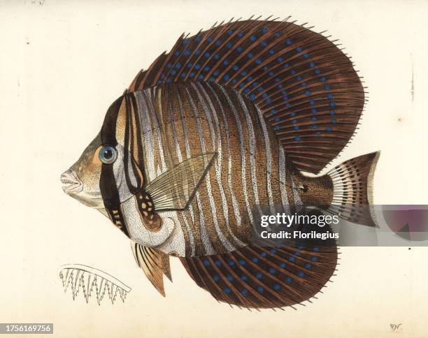 Sailfin surgeonfish or sailfin tang, Zebrasoma velifer . Illustration drawn and engraved by Richard Polydore Nodder. Handcoloured copperplate...