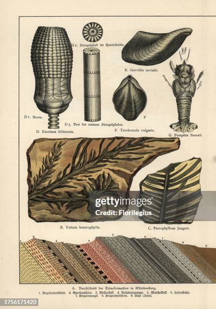 Extinct conifer tree Voltzia heterophylla, Jurassic fern Pterophyllum jaegeri, Triassic crinoid Encrinus liliiformis, Triassic mollusk Gervillia...