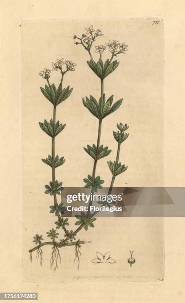 Sweetscented bedstraw, Galium odoratum . Handcoloured copperplate engraving after a drawing by James Sowerby for James Smith's English Botany, 1800.