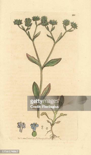 Corn salad or lamb's lettuce, Valerianella locusta . Handcoloured copperplate engraving after a drawing by James Sowerby for James Smith's English...