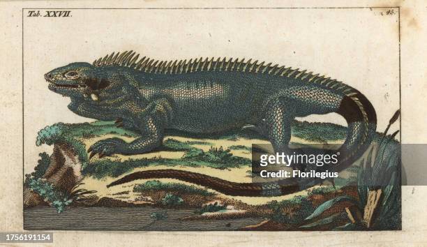 Green iguana, Iguana iguana. Handcolored copperplate engraving from G. T. Wilhelm's 'Encyclopedia of Natural History: Amphibia,' Augsburg, 1794....