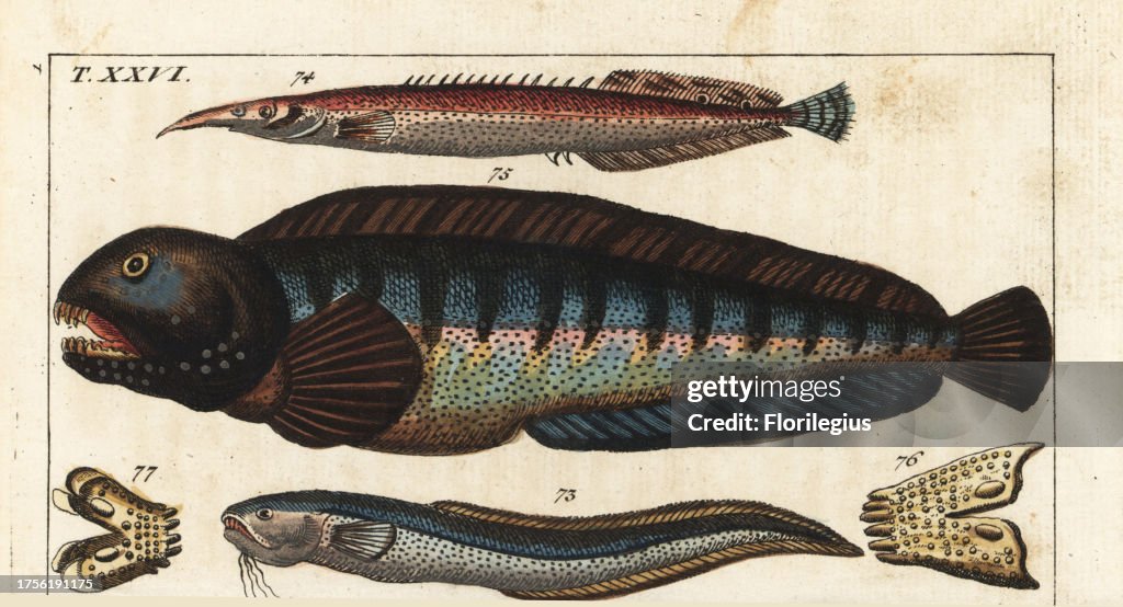 Snake blenny, lesser spiny eel and wolf fish