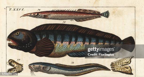 Snake blenny, Ophidion barbatum 73, lesser spiny eel, Macrognathus aculeatus 74, wolf fish, Anarhichas lupus 75, and its jaw and teeth 76,77....