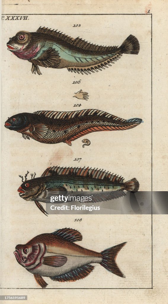 Viviparous blenny, shanny, tompot blenny and Indian humphead