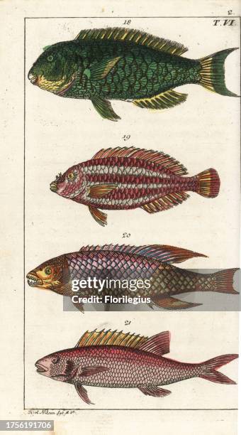 Parrotfish, Sparisoma cretense 18, striped parrotfish, Scarus iseri 19, Spanish hogfish, Bodianus rufus 20, and squirrelfish, Holocentrus...