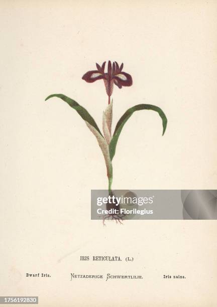 Dwarf iris, Iris reticulata. Chromolithograph of a botanical illustration by Hannah Zeller from her own Wild Flowers of the Holy Land,' James Nisbet,...
