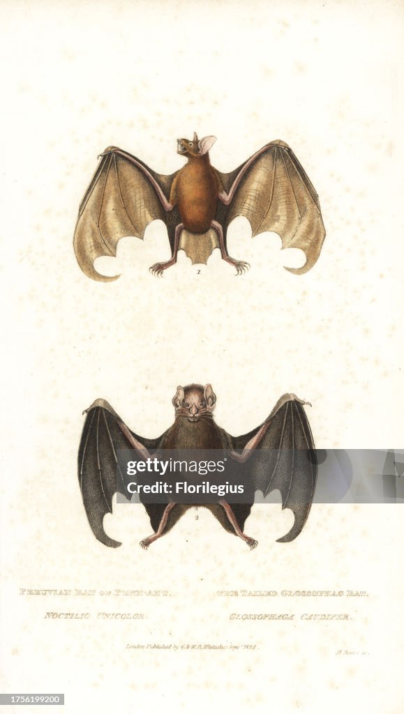 Greater bulldog bat or fisherman bat (Noctilio leporinus