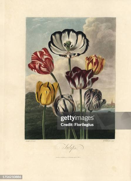 Tulip varieties, Tulipa gesnera. Painted by Philip Reinagle, engraved by William Dunkarton. Handcoloured stipple copperplate engraving from Dr....