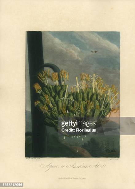 Agave or American aloe, Agave americana. Painted by Philip Reinagle, engraved by Quilley. Handcoloured stipple copperplate engraving from Dr. Robert...
