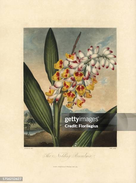 Robert Roffe 114 Dr Robert Temple Stock Photos, High-Res Pictures, and Images ...