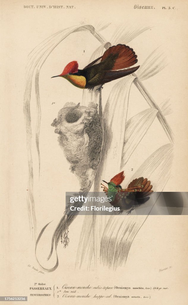 Ruby-topaz hummingbird, Chrysolampis mosquitus, and tufted coquette, Lophornis ornatus