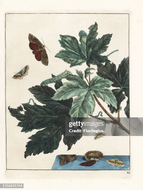 Underwing moth from Meudon, France, and small mocha moth. Handcoloured copperplate engraving drawn and etched by Jacob l'Admiral in Naauwkeurige...