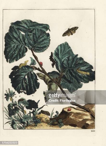 Tawny prominent, Harpyia milhauseri, seven-spot ladybird, Coccinella septempunctata and fruit flies on a hazel tree, Corylus avellana. Handcoloured...