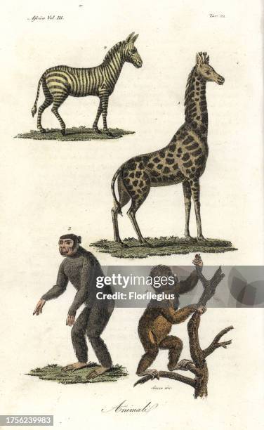 Zebra, Equus quagga, giraffe, Giraffa camelopardalis, endangered chimpanzee, Pan troglodytes, and the endangered Asian jocko . Handcoloured...