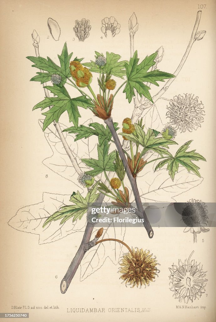 Oriental sweetgum or Turkish sweetgum, Liquidambar orientalis. Handcoloured lithograph by Hanhart after a botanical illustration by David Blair from Robert Bentley and Henry Trimen's Medicinal Plants, London, 1880