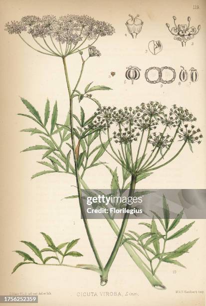 Cowbane or northern water hemlock, Cicuta virosa. Handcoloured lithograph by Hanhart after a botanical illustration by David Blair from Robert...