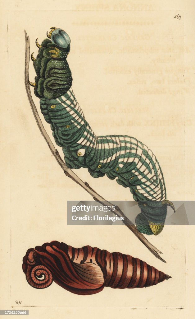 Giant sphinx moth, Cocytius antaeus, caterpillar and pupa