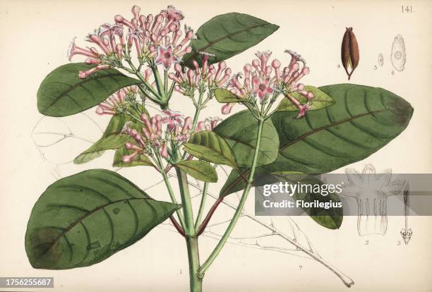 Calisaya bark or yellow cinchona bark tree, Cinchona calisaya. Handcoloured lithograph by Hanhart after a botanical illustration by David Blair from...