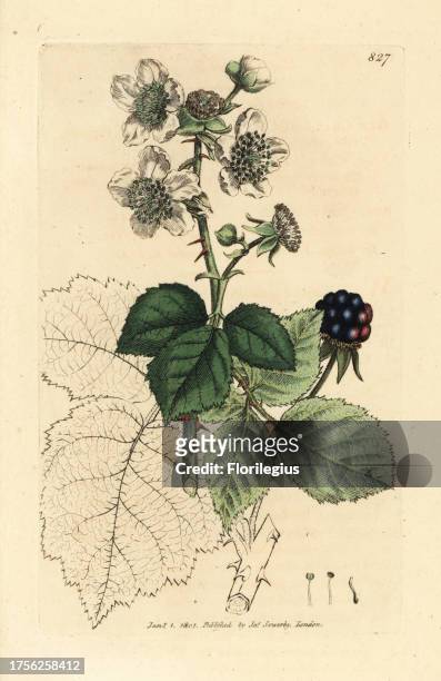 Hazel-leaved bramble, Rubus corylifolius. Handcoloured copperplate engraving after a drawing by James Sowerby for James Smith's English Botany, 1801.