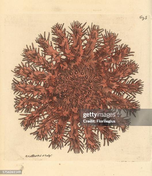 Crown of thorns starfish, Acanthaster planci. Illustration drawn and engraved by Richard Polydore Nodder. Handcoloured copperplate engraving from...