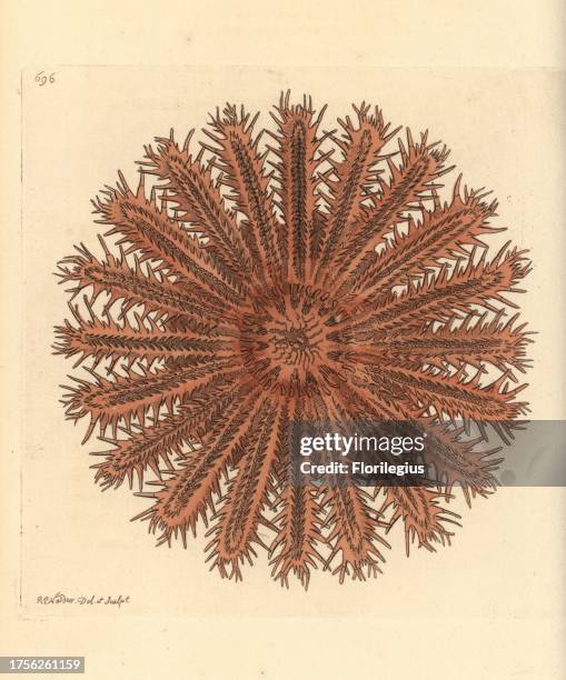 Crown of thorns starfish, Acanthaster planci. Illustration drawn and engraved by Richard Polydore Nodder. Handcoloured copperplate engraving from...