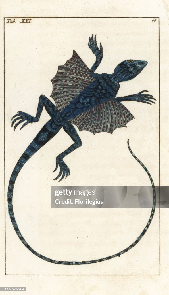 Flying dragon, Draco volans