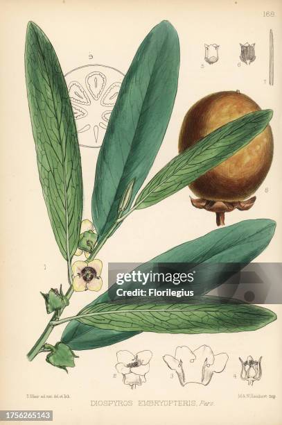 Malabar ebony, tindooka, gab or gaub tree, Diospyros malabarica . Handcoloured lithograph by Hanhart after a botanical illustration by David Blair...