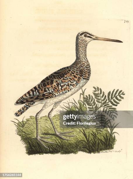 Greater painted-snipe, Rostratula benghalensis. Illustration drawn and engraved by Richard Polydore Nodder. Handcoloured copperplate engraving from...