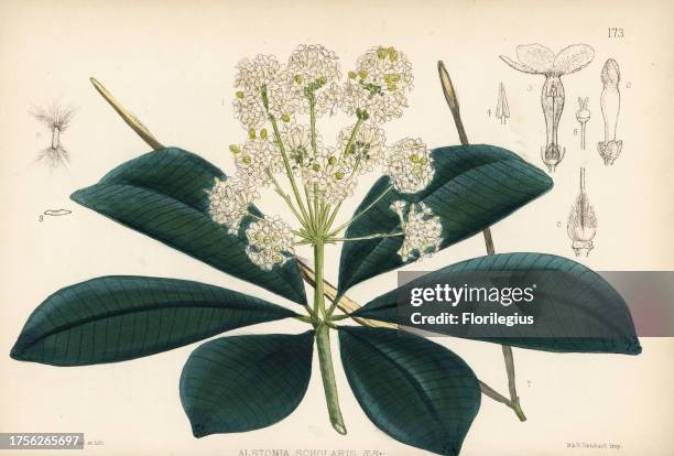 Blackboard tree, Indian devil tree, chatium or satium, Alstonia scholaris. Handcoloured lithograph by Hanhart after a botanical illustration by David...