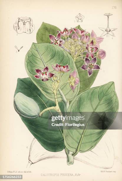 Apple of Sodom, kapok, mudar or madar, Calotropis procera. Handcoloured lithograph by Hanhart after a botanical illustration by David Blair from...