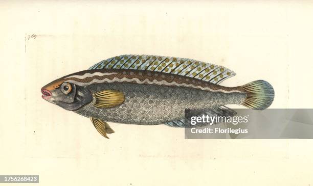 Argus wrasse, Halichoeres argus. Illustration drawn and engraved by Richard Polydore Nodder. Handcoloured copperplate engraving from George Shaw and...