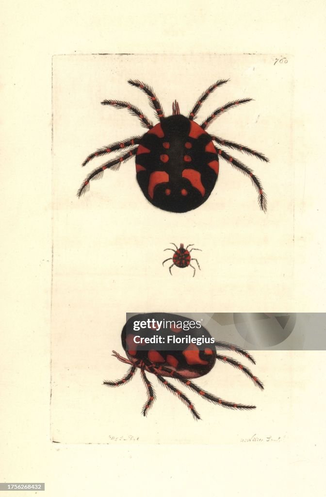 Red water mite