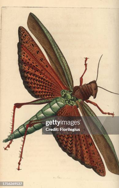 Giant red-winged grasshopper, Tropidacris cristata dux. Illustration drawn and engraved by Richard Polydore Nodder. Handcoloured copperplate...