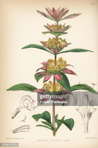 American horsemint or spotted beebalm, Monarda punctata. Handcoloured lithograph by Hanhart after a botanical illustration by David Blair from Robert...